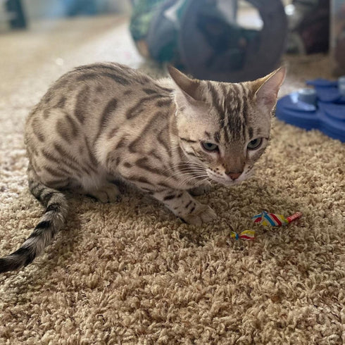 Meowijuana Birthjays Party Size Catnip Joints Cat Toys 6ct - Poudre Pet & Feed Supply 4